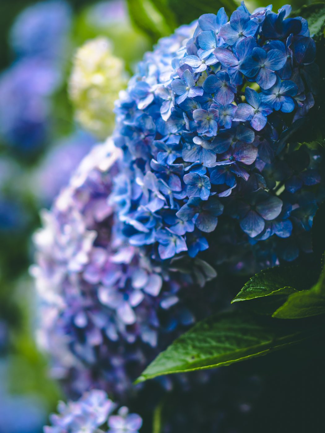 紫陽花