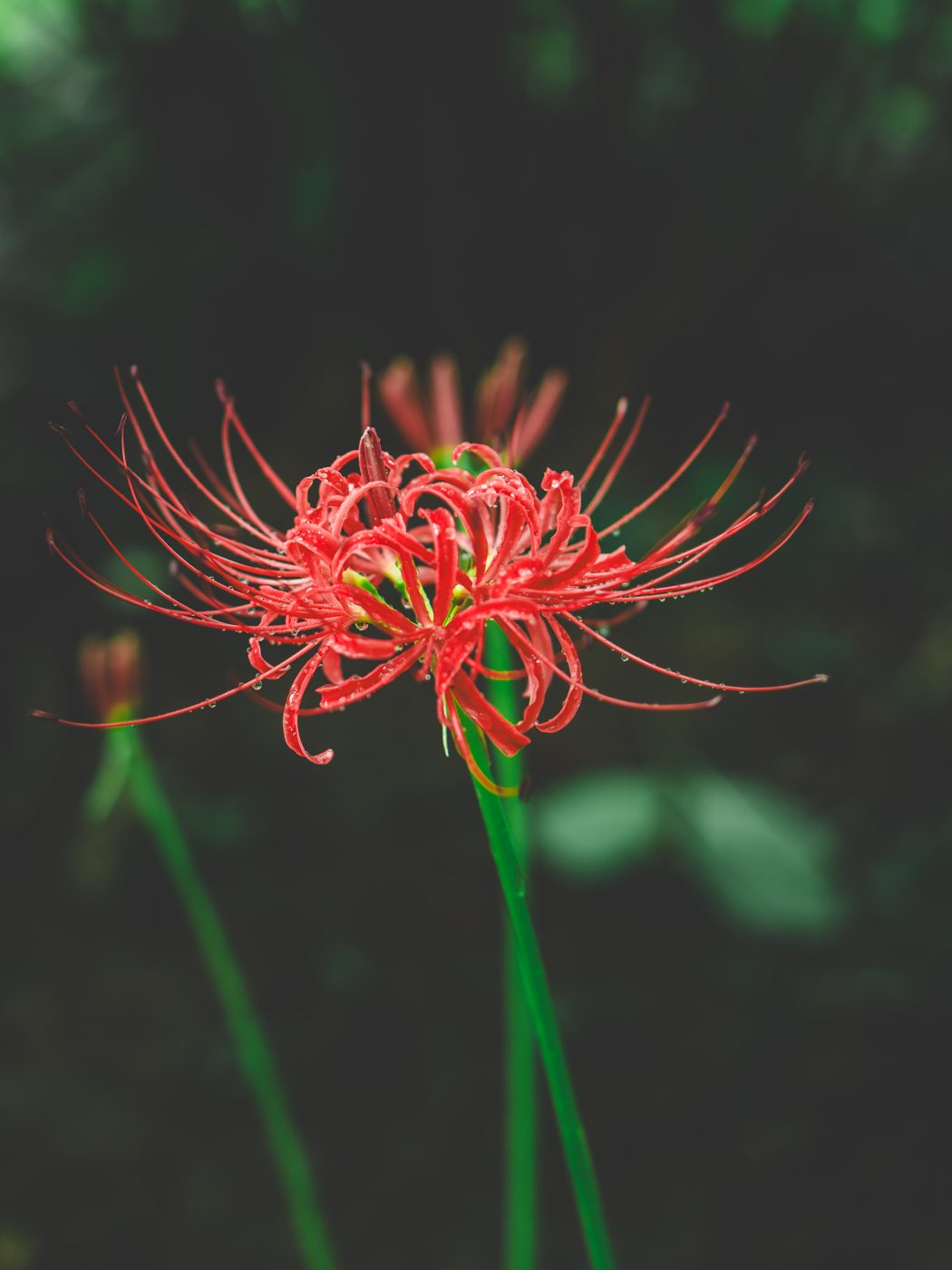 曼珠沙華