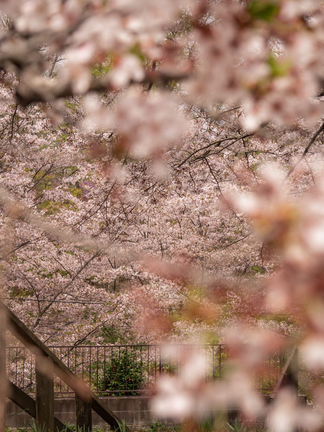 船岡城址公園の桜